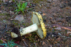 Cortinarius amabilis
