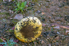 Cortinarius amabilis