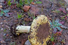 Cortinarius amabilis