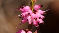 Erica rosacea