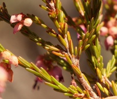 Erica rosacea