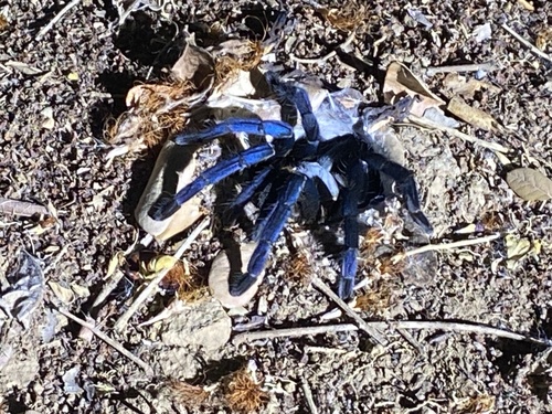 Photo of Cobalt Blue Tarantula (Melopoeus lividus)
