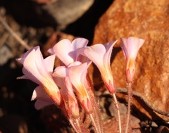 Oxalis attaquana
