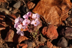 Oxalis attaquana