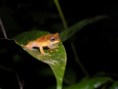 Yellow-Toed Treefrog photo 3
