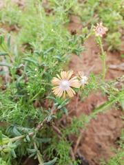 Delosperma fredericii