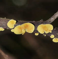 Crepidotus stromaticus