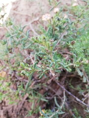 Delosperma fredericii