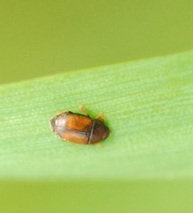 Epuraea melanocephala