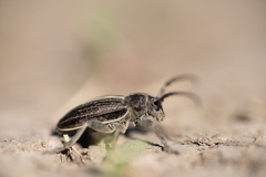 Dorcadion holosericeum