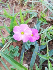 Oxalis imbricata violacea