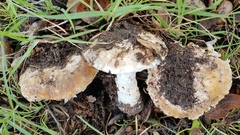 Leucoagaricus amanitoides