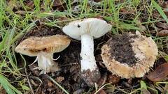 Leucoagaricus amanitoides
