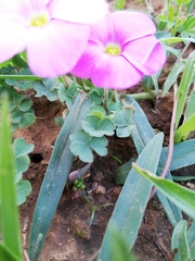 Oxalis imbricata violacea