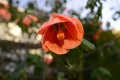 Abutilon × hybridum