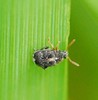 Bruchus luteicornis - Photo (c) Mishanook, some rights reserved (CC BY-NC), uploaded by Mishanook