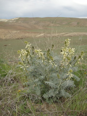 Astragalus oxyphysus