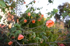 Abutilon × hybridum