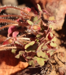 Oxalis attaquana