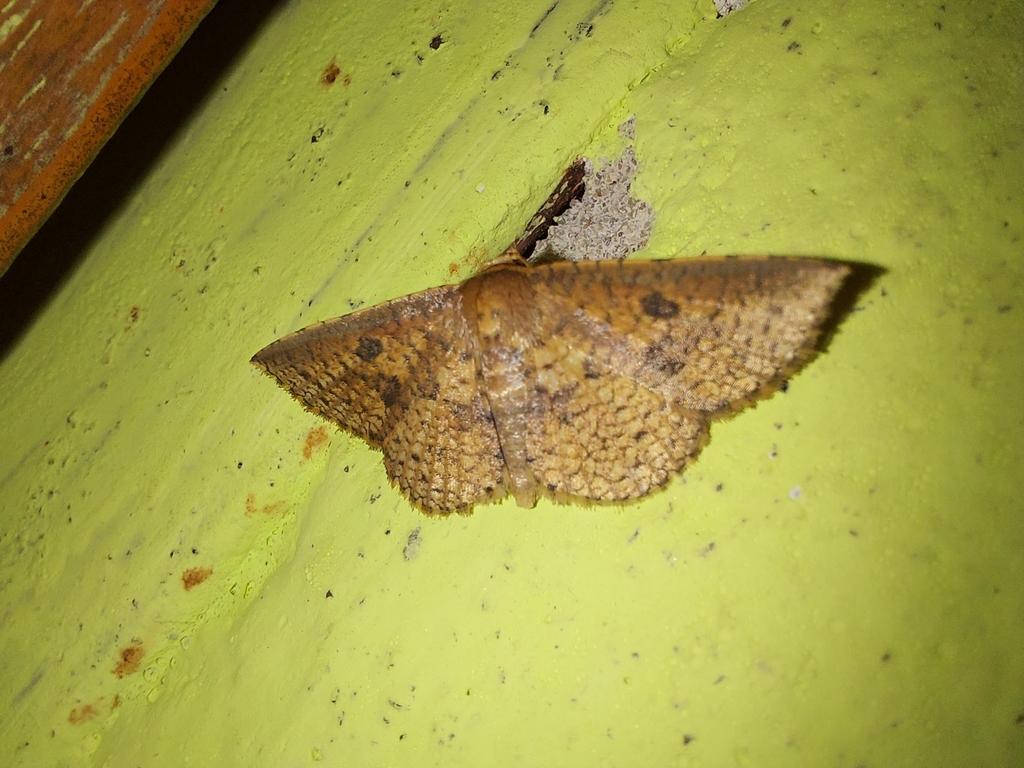 Butterflies and Moths from 9JV4+C8P, Digboi, Assam 786171, India on May ...
