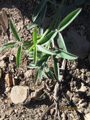 Indigofera complanata
