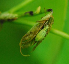 Polydrusus planifrons