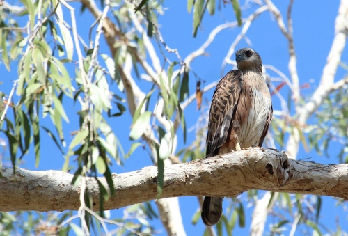 Red Goshawk (Erythrotriorchis radiatus), photo 4