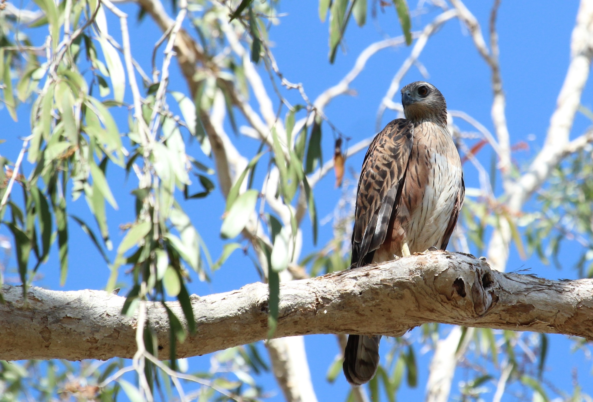Red Goshawk (Erythrotriorchis radiatus), photo 4