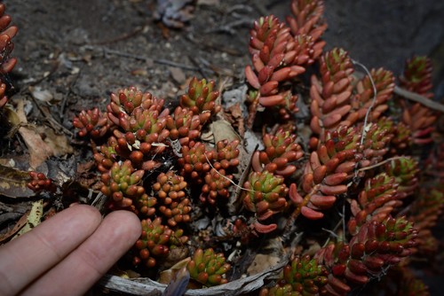 Sedum rubrotinctum