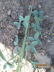 Indigofera complanata