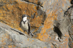 Cape Wagtail photo 5