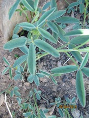 Indigofera complanata