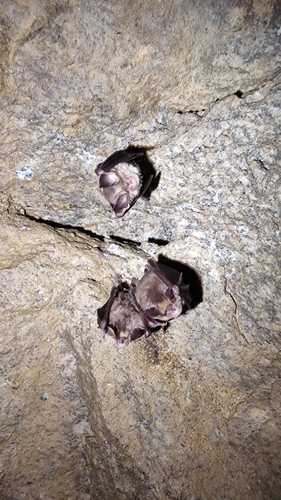Mediterranean horseshoe bat, Vila Real, PT, photo 10 of 10
