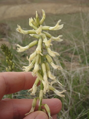 Astragalus oxyphysus