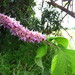Achyrospermum cryptanthum - Photo (c) Penny English, algunos derechos reservados (CC BY-NC), subido por Penny English