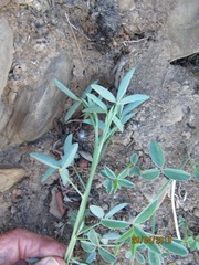 Indigofera complanata