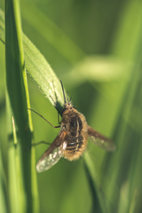 Bombylius analis