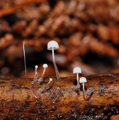 Mycena albidocapillaris