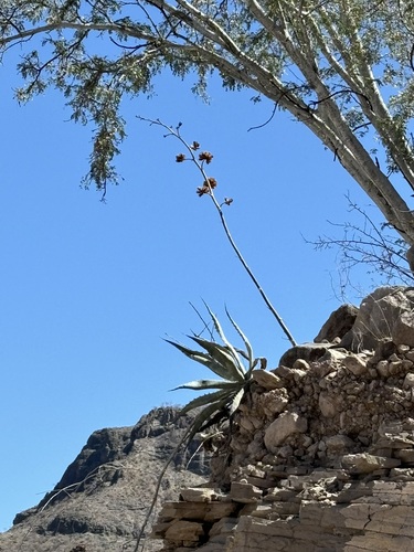 Image of Agave sobria by (c) Sula Vanderplank, some rights reserved (CC BY)
