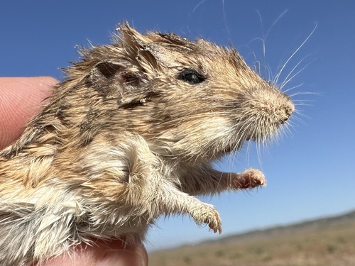 San Joaquin Pocket Mouse