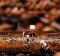 Mycena albidocapillaris