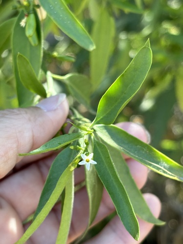 Image of Vallesia glabra by (c) Sula Vanderplank, some rights reserved (CC BY)
