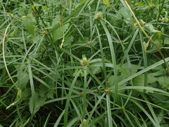 Cyperus aromaticus