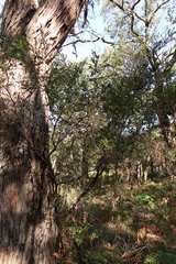 Melaleuca squarrosa