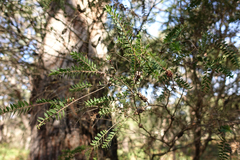 Melaleuca squarrosa