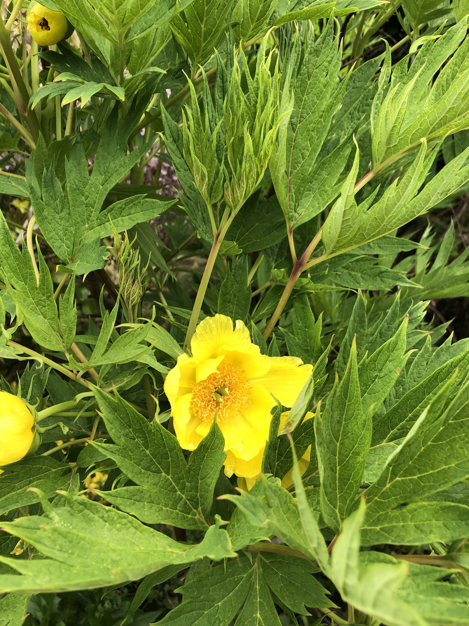 Paeonia delavayi