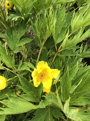 Paeonia delavayi