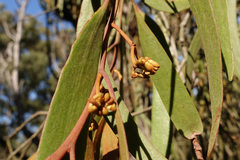 Amyema pendula pendula