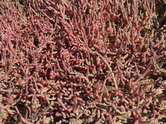 Salicornia natalensis