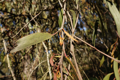 Amyema pendula pendula